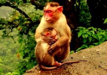 Monkey Point